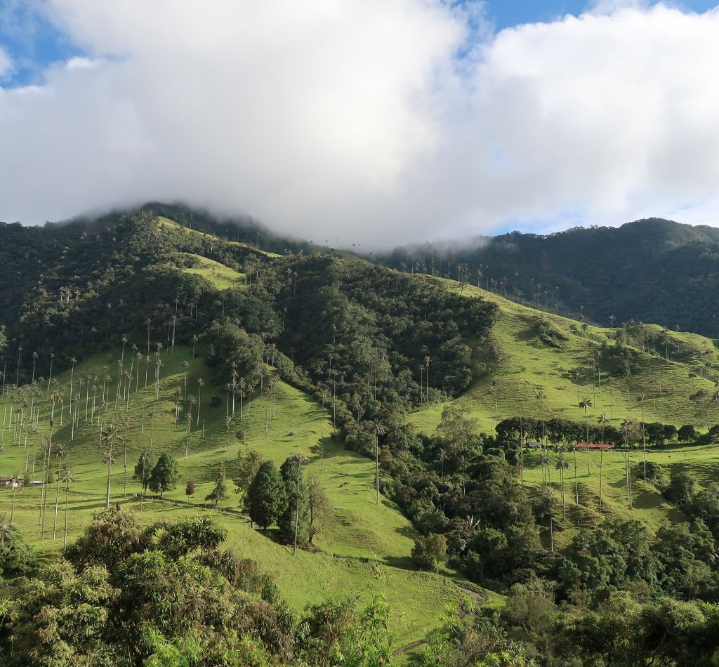 Aerial View of the Valle de Cocora during daylight
