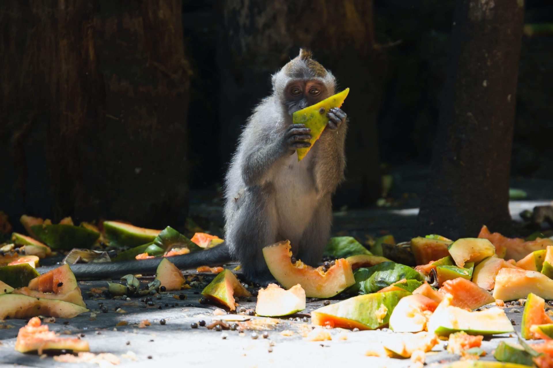 Sitting monkey eating Melon