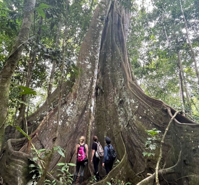 Giant tree in the amazon