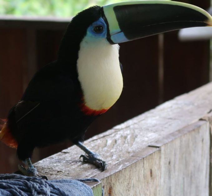 Toucan bird amazon