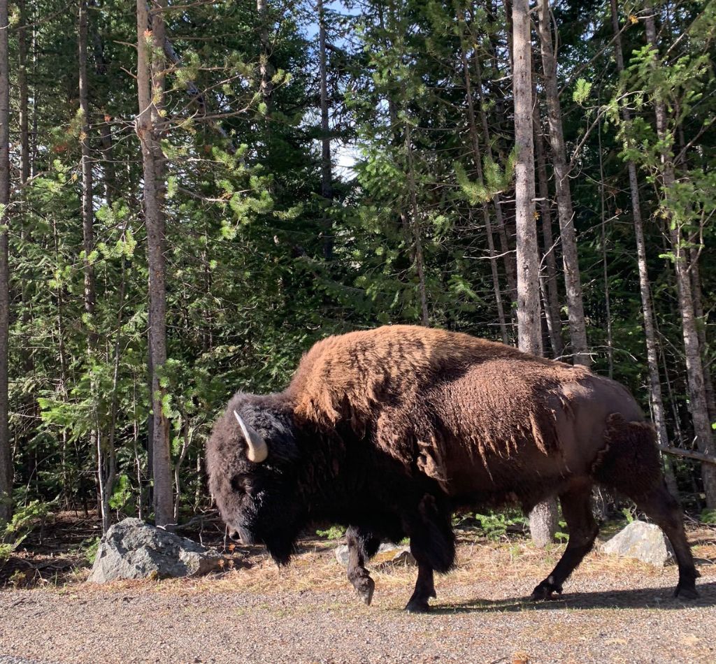 Yellow Stone bison