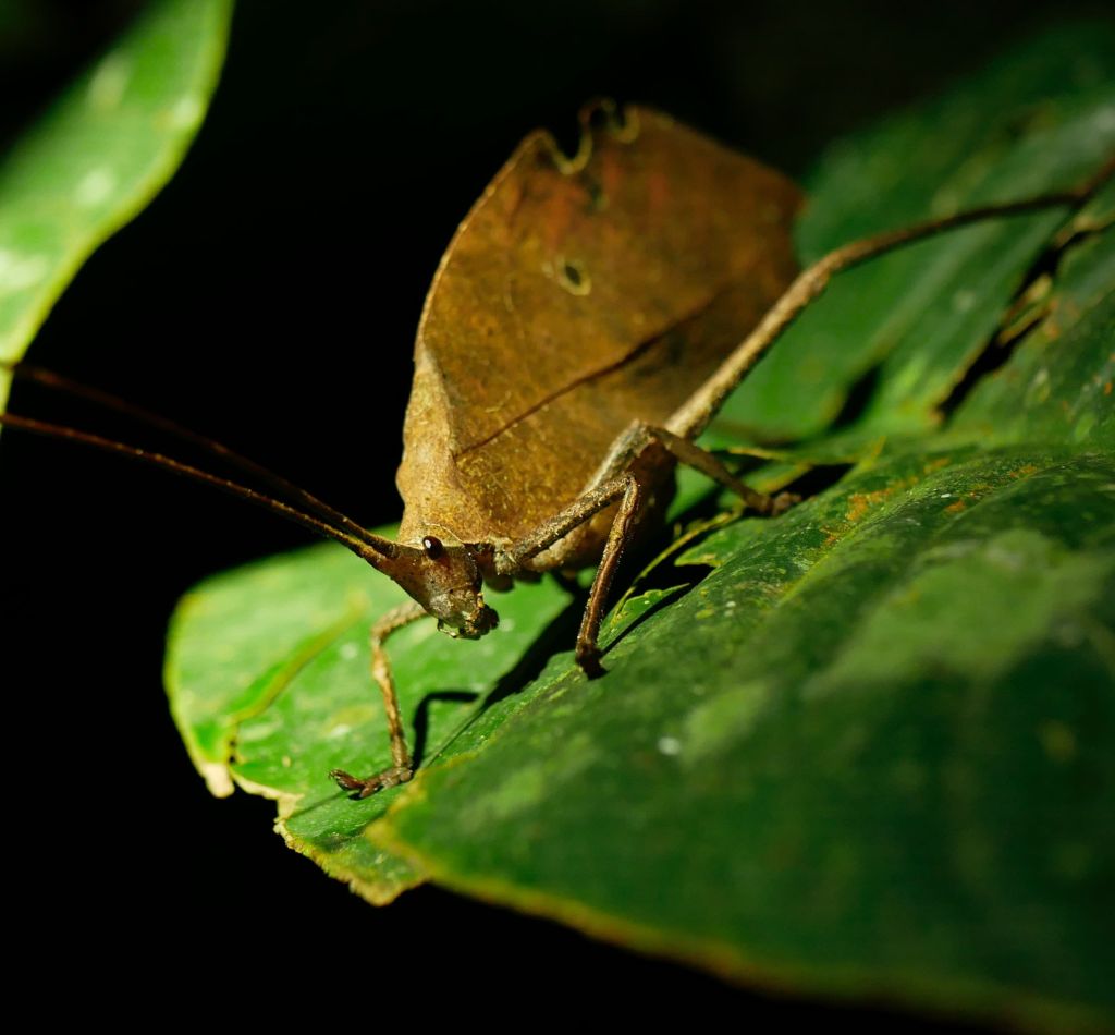 Amazon Rainforest Insect on leaf