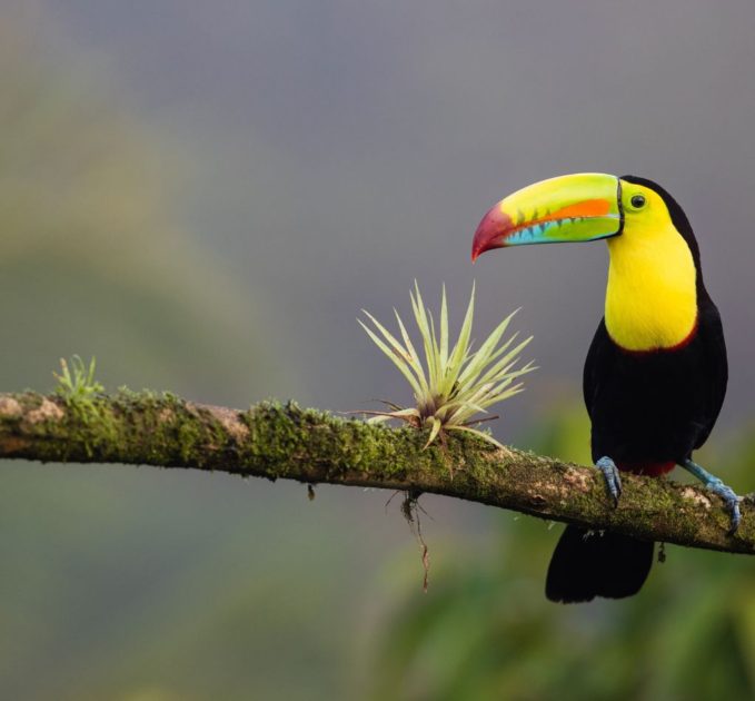 Amazon Rainforest Toucan