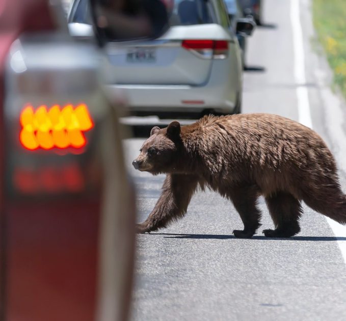 Yellowstone Bear