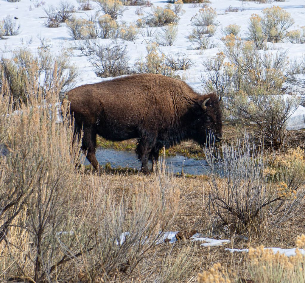 Yellowstone Bison Winter