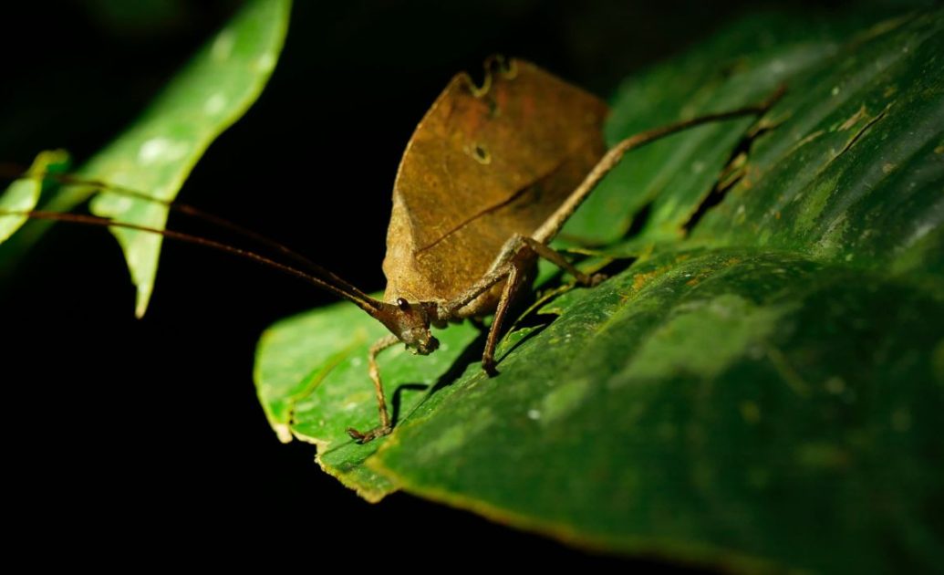 Amazon Rainforest Insect on leaf