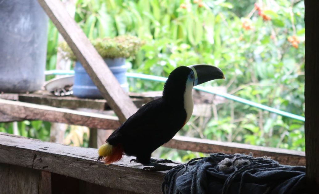 Amazon Rainforest Tucan