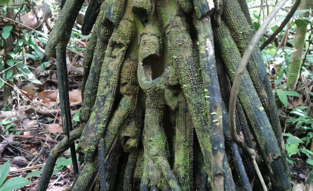 Amazon Rainforest Walking Tree