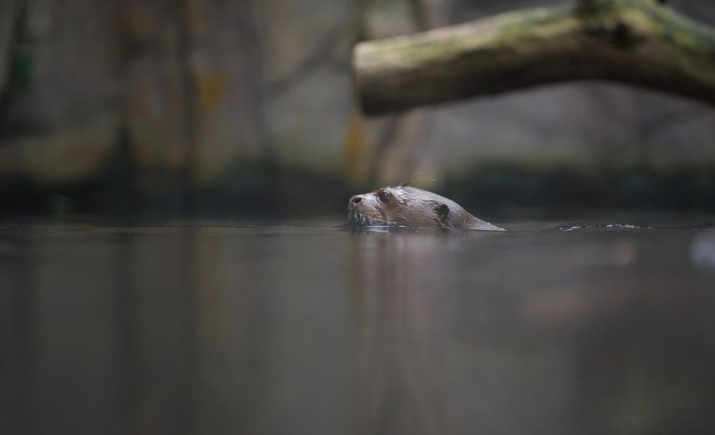 Amazon River Giant Otter