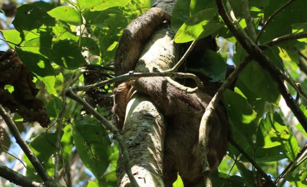 Amazon River Peru Sloth