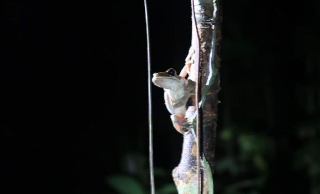 Amazon frog on branch during night