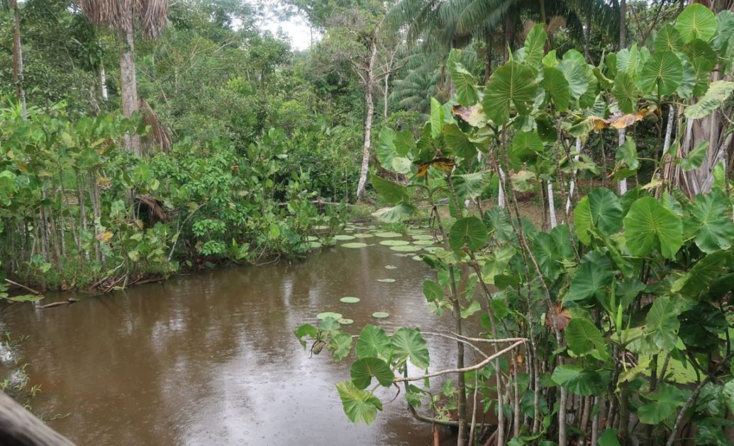 Amazon rainforest giant water lili