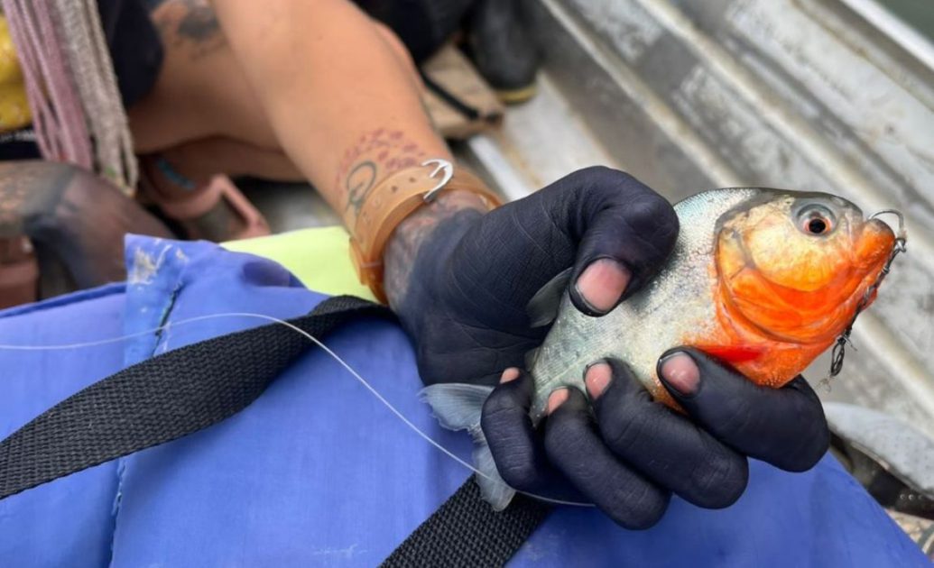 Amazon river piranha fish