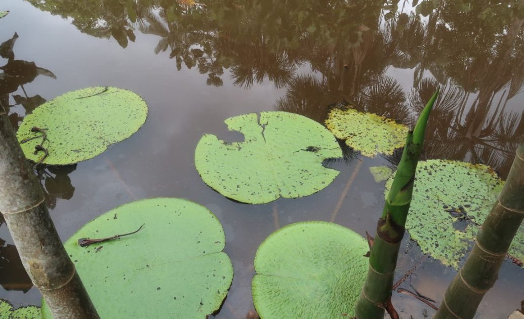 Amazon water lily