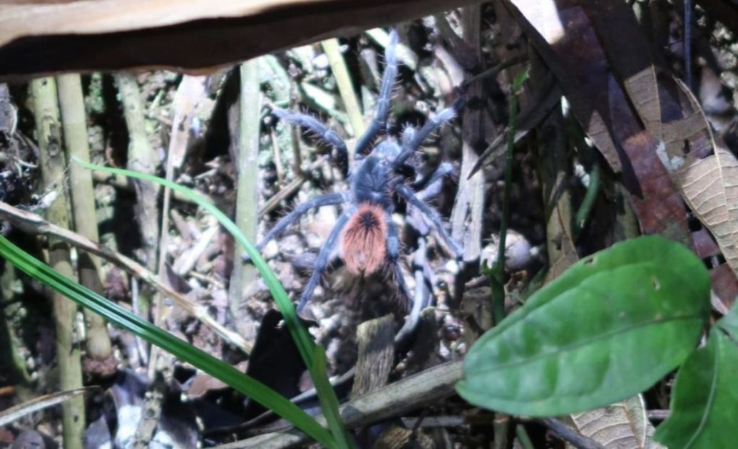 Amazonas tarantula during night