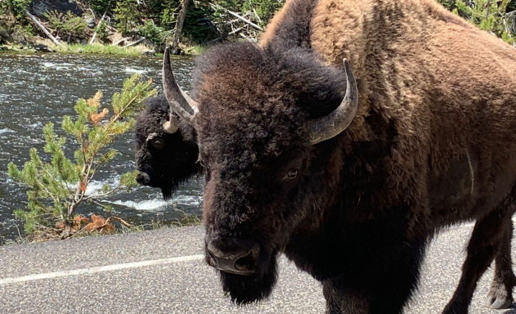 Bison Close-up