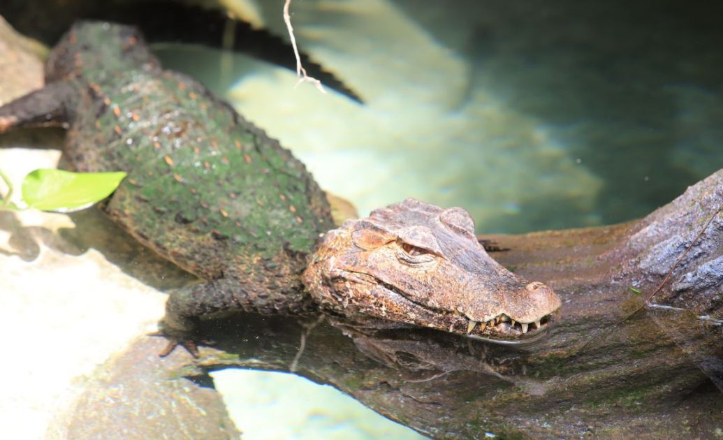 Caiman as part of Amazonian wildlife