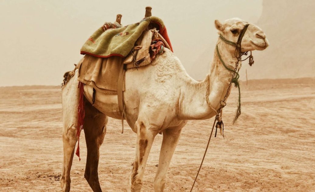Camel standing in the desert of Egypt
