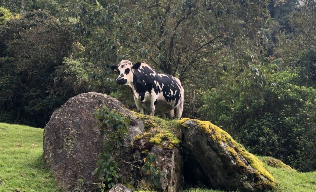 Cow standing on meadow