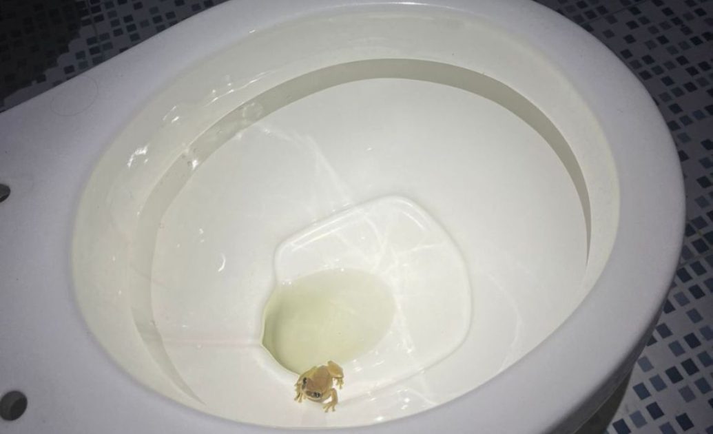 Frog in toilet Amazon