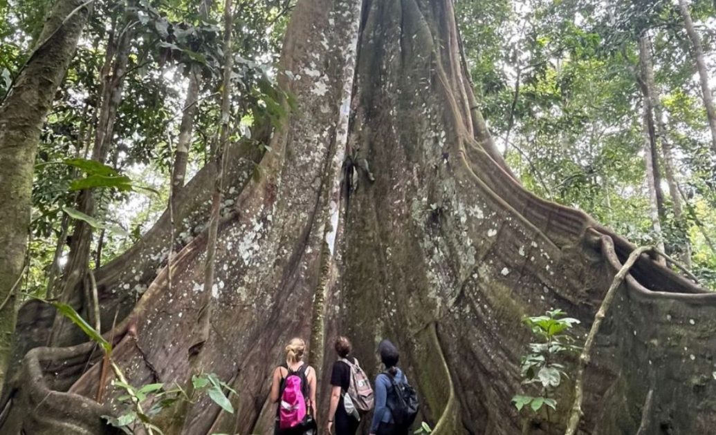 Giant tree amazon river (1)