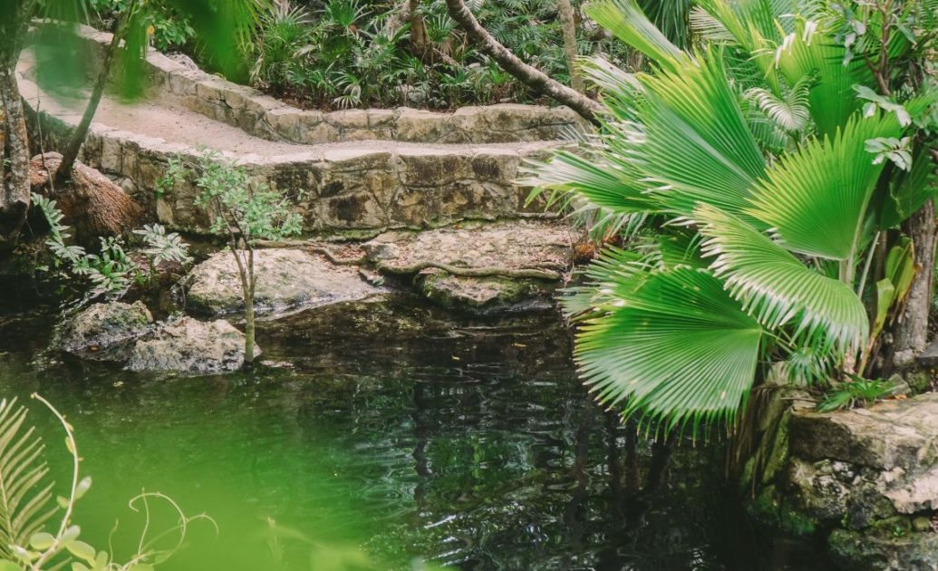 Green Palms surrounding cenote