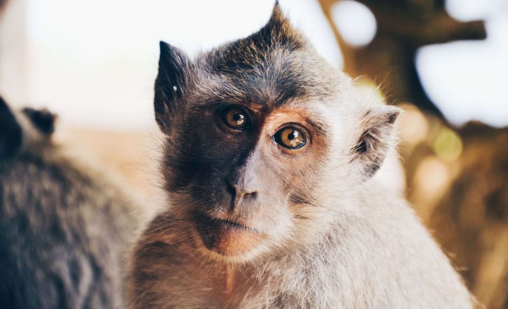 Headshot of Monkey in Indonesia