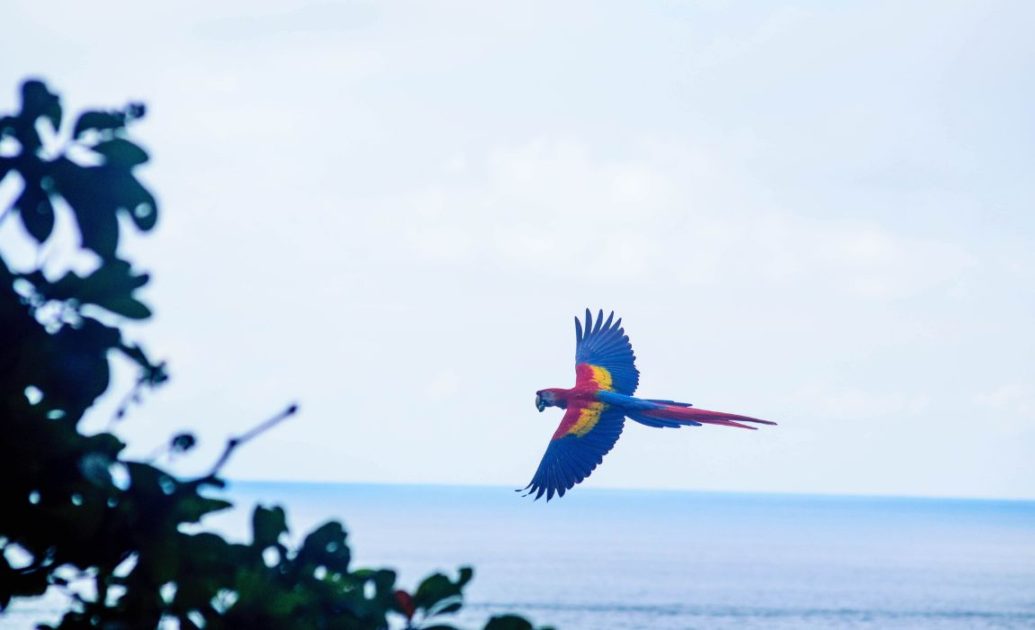 Macaw in the amazon