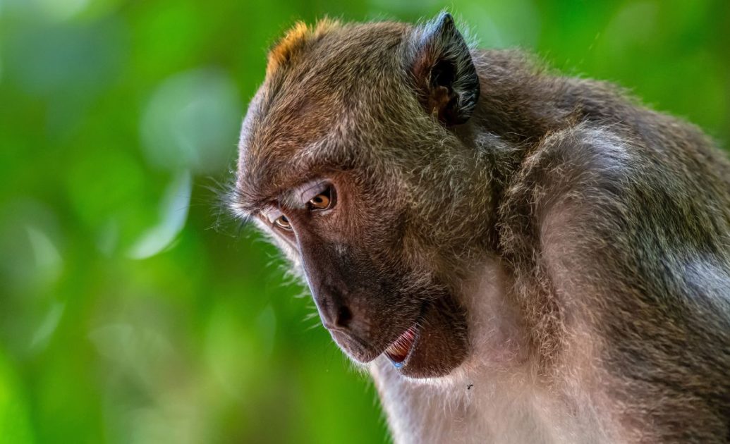 Monkey Amazon Wildlife