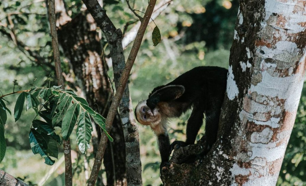 Monkey Amazonas