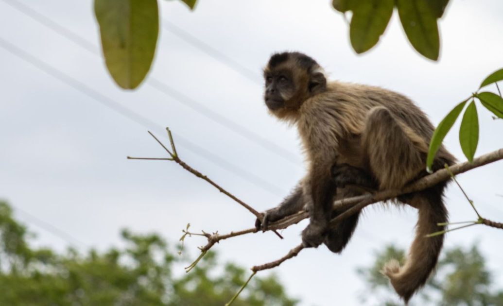 Monkey in Amazonas