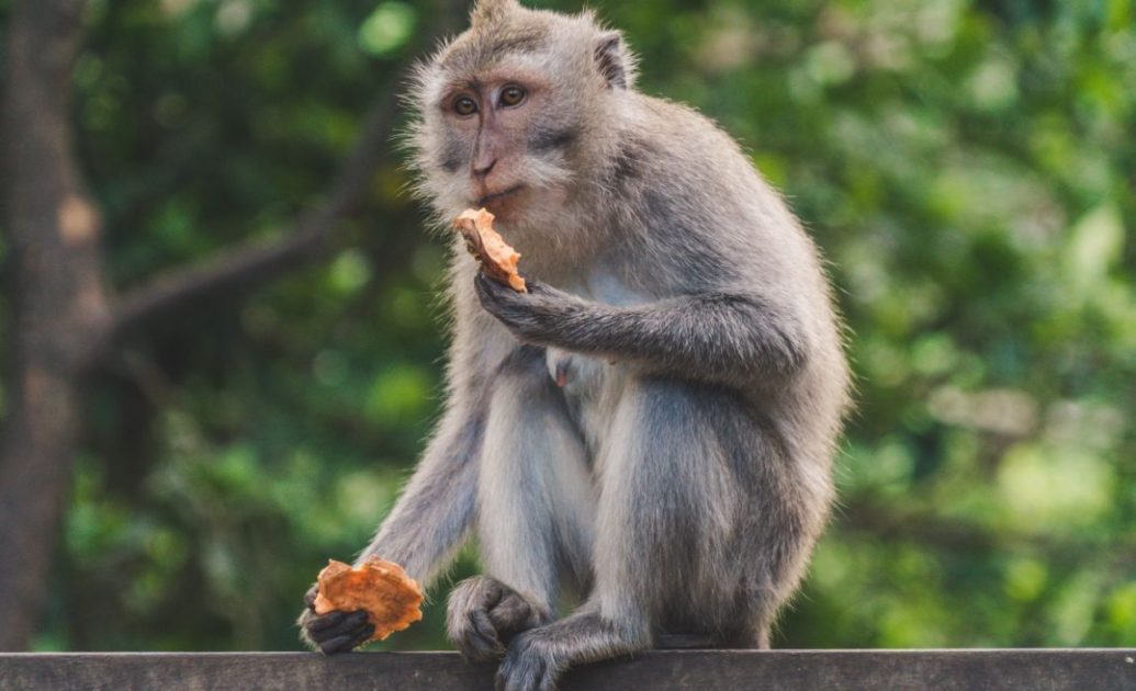 Sitting Monkey eating sweetpotato