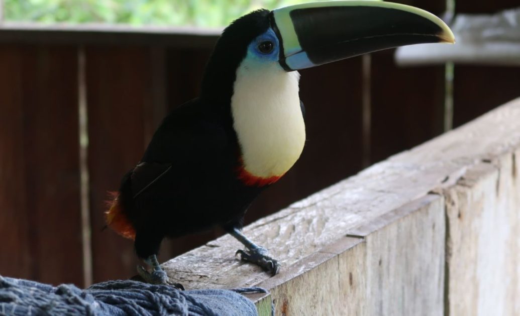 Toucan bird amazon