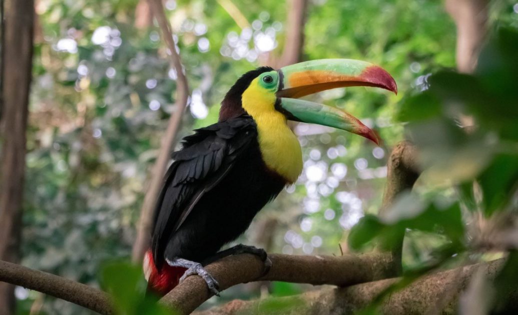 Tucan