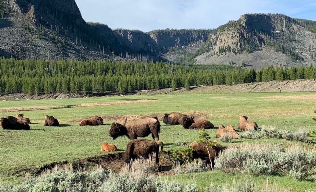 Yellow Stone National Park - Bison