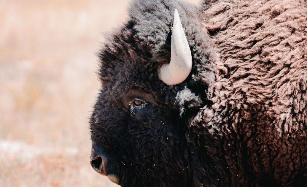 Yellow Stone bison head