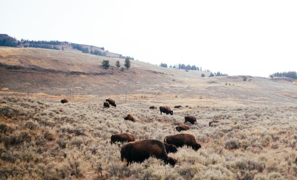 Yellow Stone national park bisons