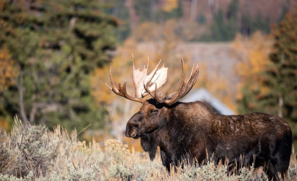 Yellow Stone national park moose