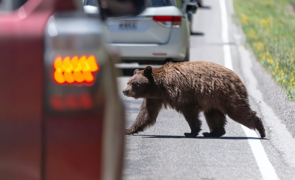 Yellowstone Bear