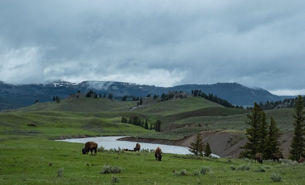 Yellowstone Hayden Valley