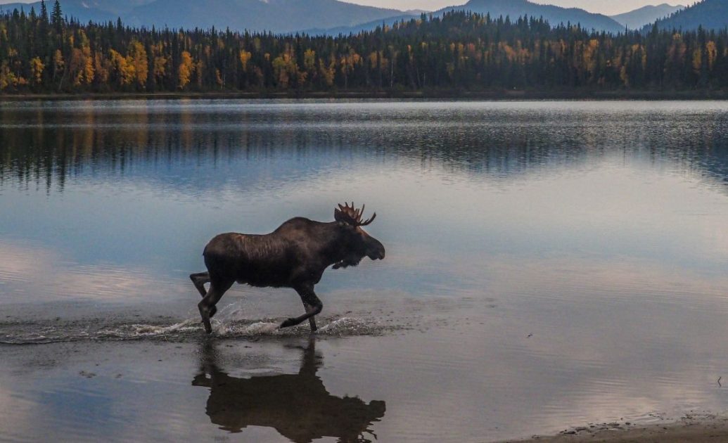 Yellowstone Moose running