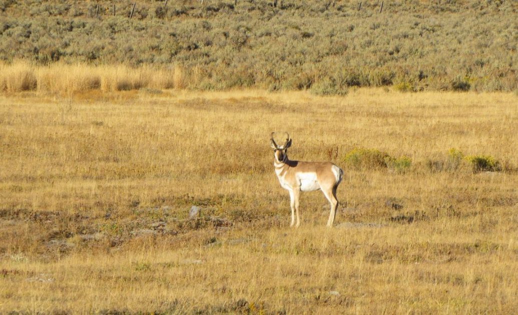Yellowstone Pronghorn Antelope
