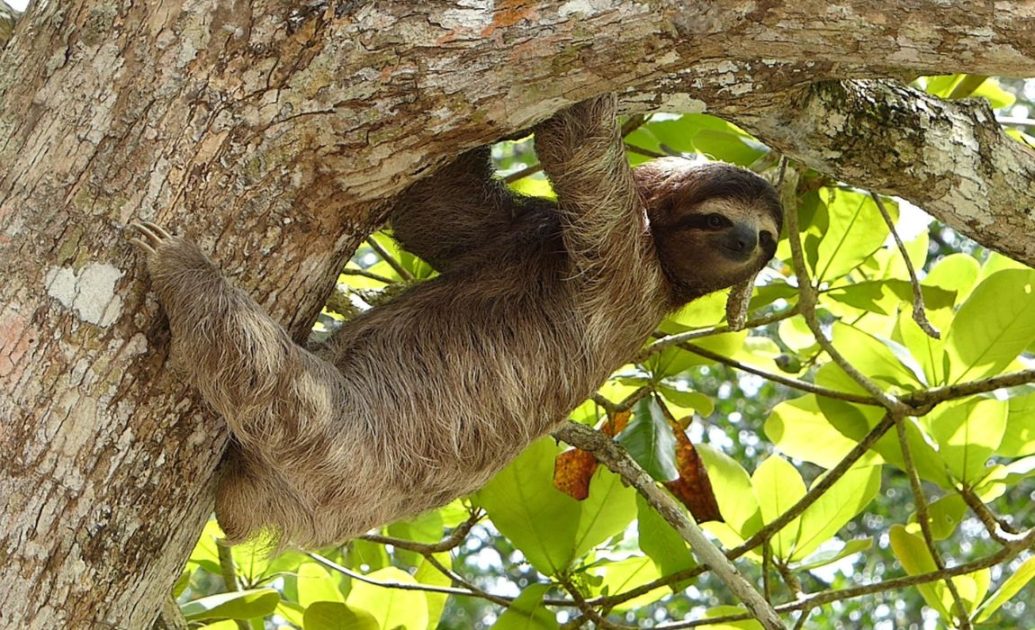sloths Amazon Wildlife