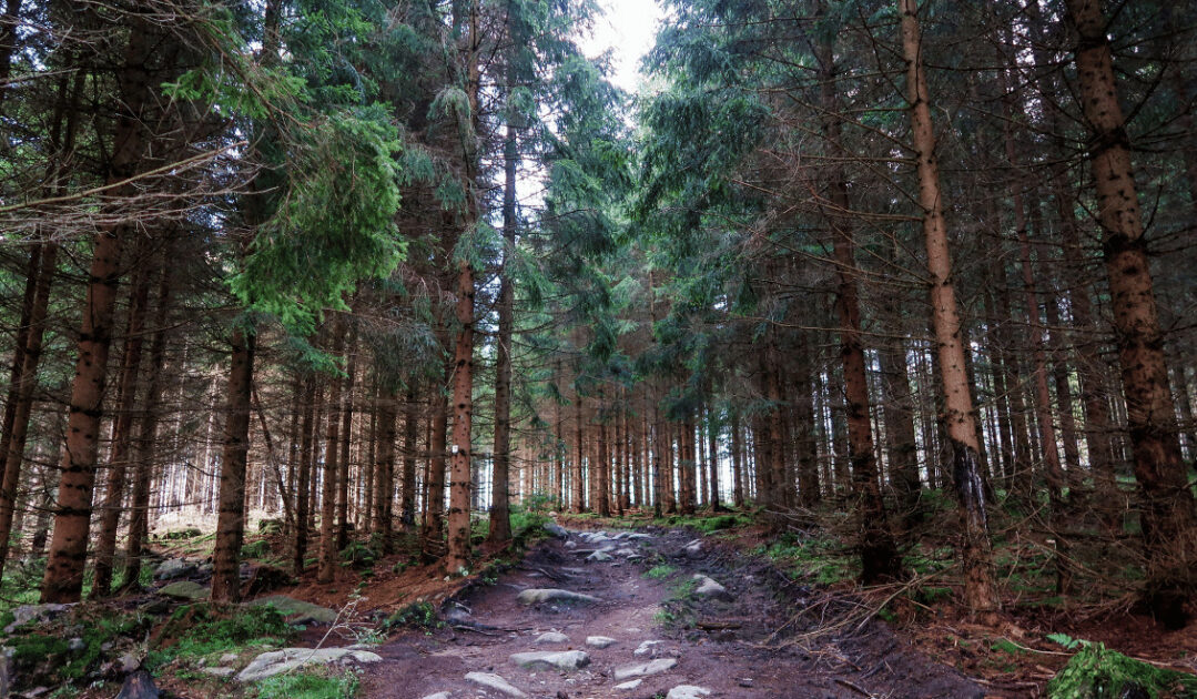 Die schönsten Orte zum Wandern in Ostdeutschland_ Schnarcherklippen