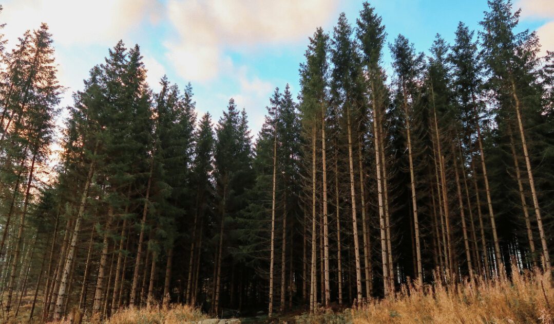 Pine forests in the Harz Mountains