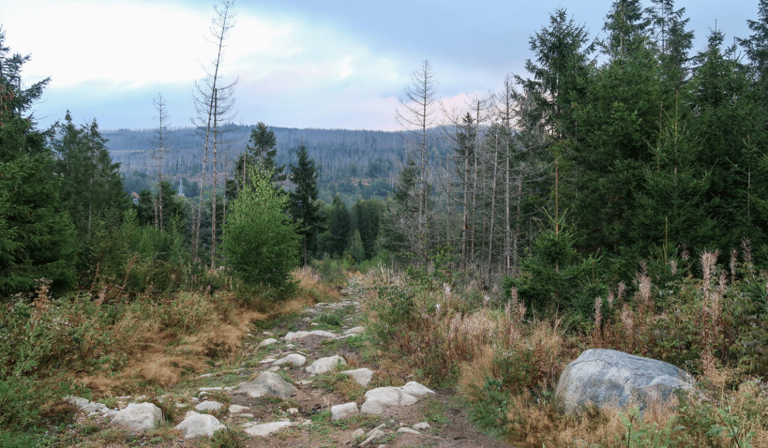 Hiking in the Harz Mountains